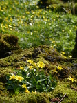FZ004227 Yellow flowers and moss in possible quary for Tinkinswood burial chamber.jpg